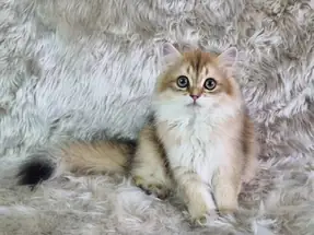 Organik Yavru British Shorthair Longhair Yavrular