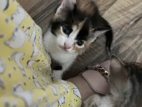 1 aylık dişi yavru kediler