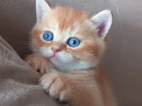 British Shorthair Red Erkek yavrular Ücretsiz sahiplendirme