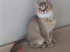 British Shorthair Golden Dişi yavrumuz