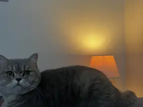 İncir 1 Yaşında British Shorthair Dişi