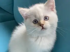 British Shorthair Top Kafa Erkek Yavru