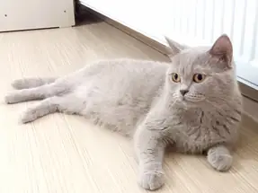 4 Yaşında British Shorthair Lilac Dişi