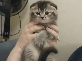 Scottish fold golden black dişi yavrumuz