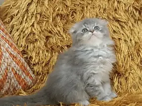 Scottish Fold Longhair Bicolor Yavrumuz