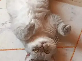 Dünyanın en masum kedisi Köfte
