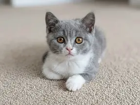 Mükemmel Kalite British Shorthair Bicolor Yavru Kedi