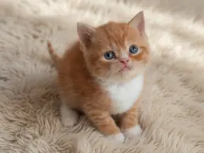 Red Bicolor British Shorthair Turuncu Beyaz Erkek