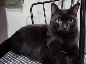 Oğlum Kenny için yuva arıyorum