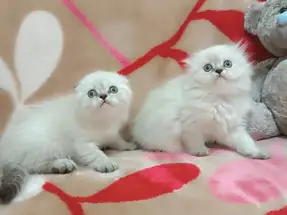 SCOTTİSH FOLD YAVRULAR