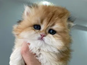 Safkan golden british longhair