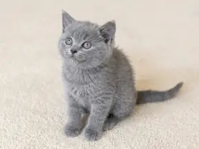 British Shorthair Klasik Blue Erkek Yavrumuz