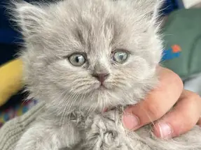 2 aylık British Longhair Shorthair yavru kediler