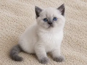 Mükemmel British Shorthair Blue Point Dişi