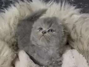 2 AYLIK SCOTTİSH FOLD ERKEK YAVRUMUZ