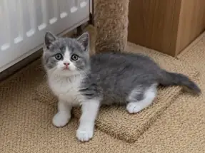 British Shorthair Blue Bicolor Dişi Yavrular