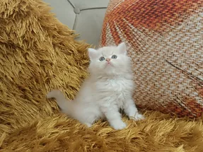 BRİTİSH LONGHAİR ŞAMPANYA 2 AYLIK ERKEK