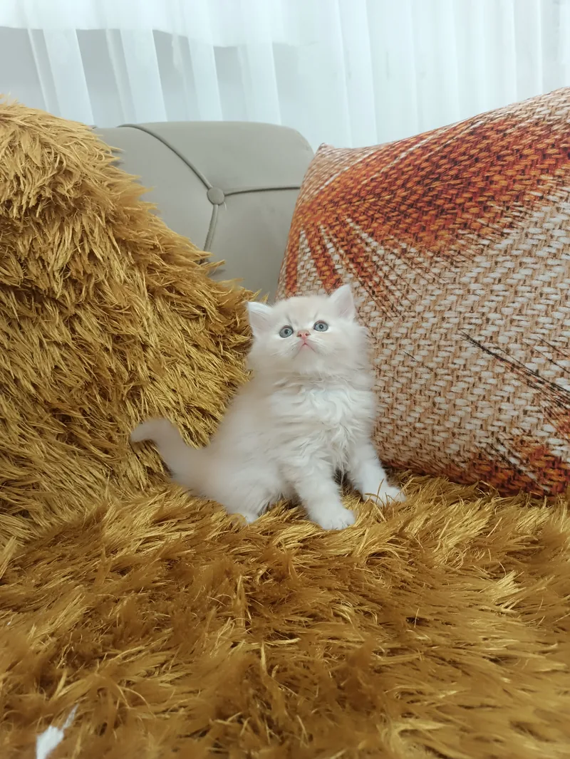 BRİTİSH LONGHAİR ŞAMPANYA 2 AYLIK ERKEK