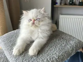 İran Persian ( Show Kalite )