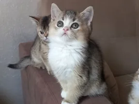 British Shorthair Bicolor Dişi Yavrumuz