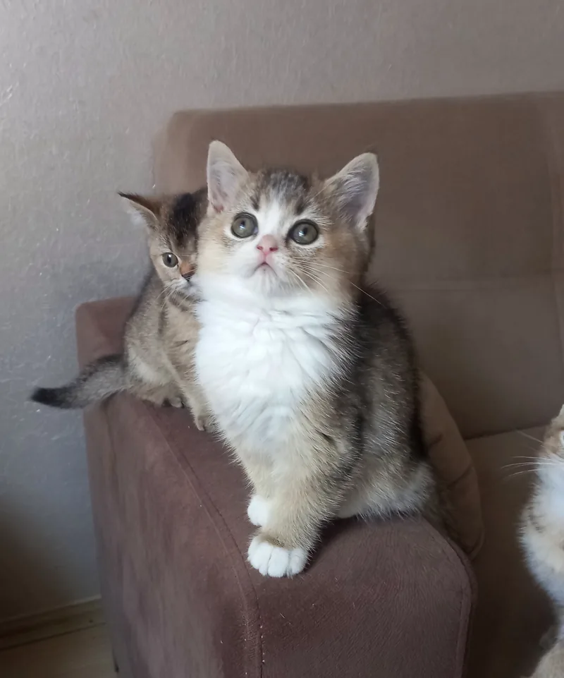 British Shorthair Bicolor Dişi Yavrumuz