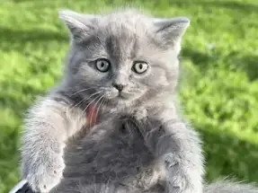 BRİTİSH SHORTHAİR 2 AYLIK YAVRULAR