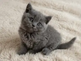 Uysal Asil Oyuncu British Shorthair Gri Dişi Yavrumuz