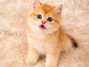 British Shorthair Harika Yavrular