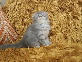 Scottish Fold Longhair Bicolor Yavrumuz