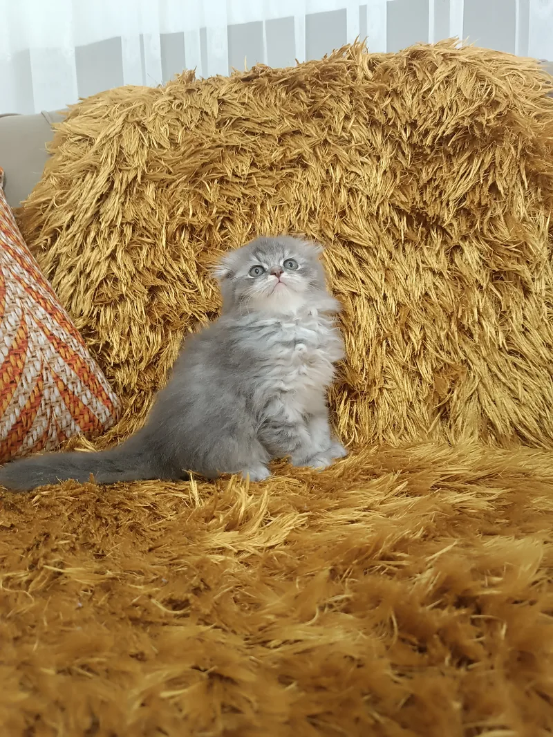 Scottish Fold Longhair Bicolor Yavrumuz