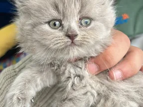 2 aylık British Longhair Shorthair yavru kediler