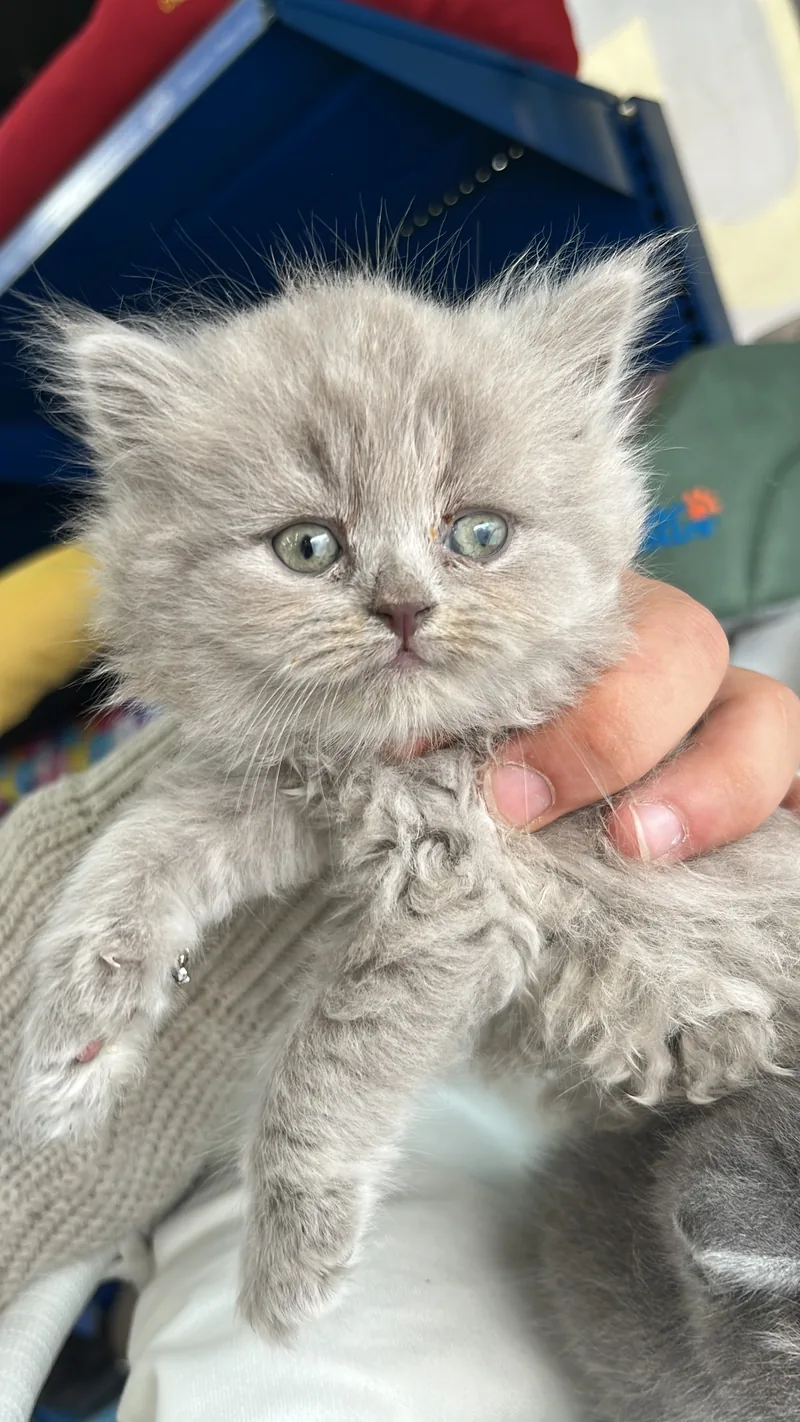 2 aylık British Longhair Shorthair yavru kediler
