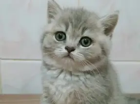 Top kafa British shorthair