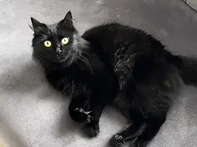 2 Yaşında Dişi Yuva arıyor