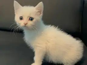 2 AYLIK BRİTİSH SHORTHAİR ERKEK YAVRUMUZ