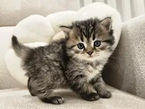 Kaplan surat british longhair