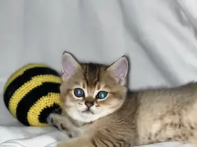 Ny25 british yavru kedi