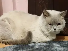 Yetişkin Aktif Damızlık British Shorthair Erkek Kedi