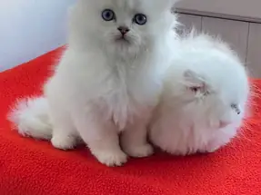 Maviş gözlü  safkan British Longhair yavrular
