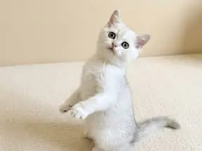Muhteşem British Shorthair Silver Dişi Yavrumuz