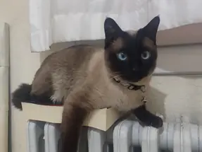 5 yaşında Erkek Siyam kedisi