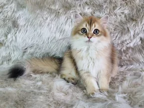 Organik Yavru British Shorthair Longhair Yavrular