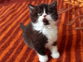 British Shorthair Chocolate Bicolor Dişi Yavrumuz