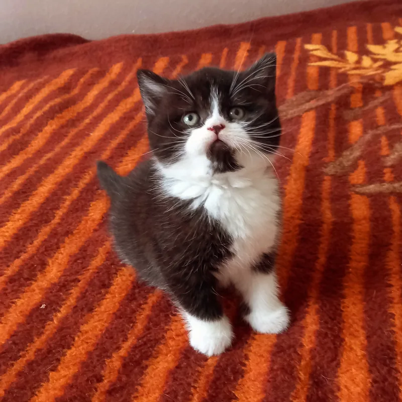 British Shorthair Chocolate Bicolor Dişi Yavrumuz