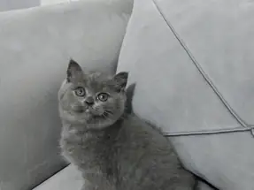 BRİTİSH SHORTHAİR