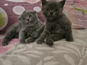 British shorthair ve Scottish fold blue erkek yavrular