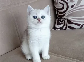 British Shorthair Silver Dişi yavrumuz