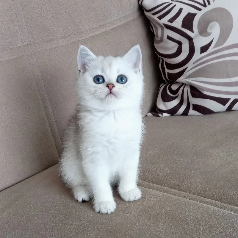 British Shorthair Silver Dişi yavrumuz