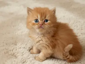 Portakal British Longhair Erkek Yavru