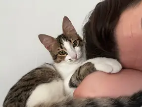 Tekir Erkek yavru kedi